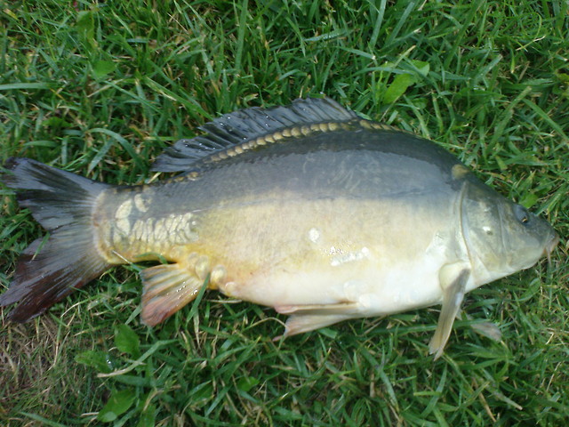 Karp