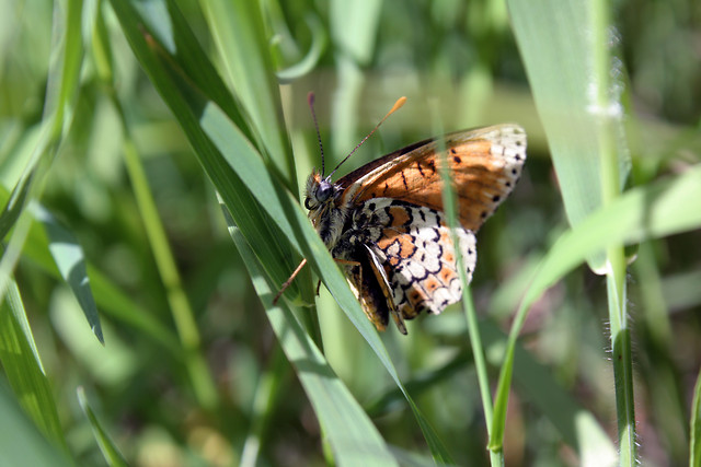 Niepogldzki motyl.