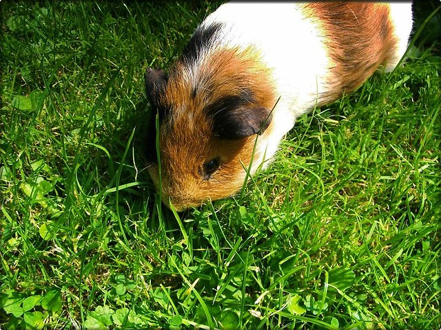 Nico.