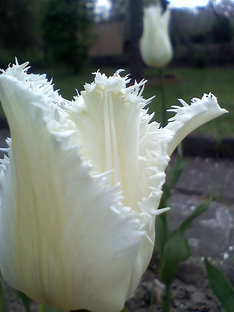 Tulipanki