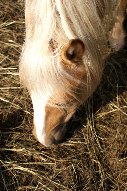 Wpis unicornn