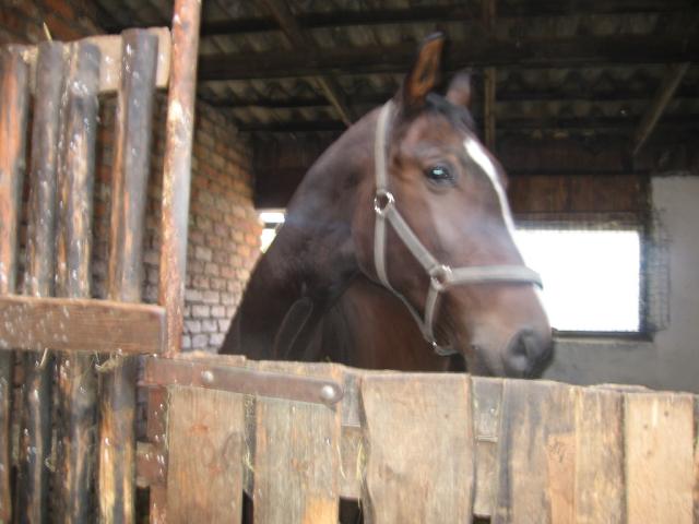 Nadzieja ; *