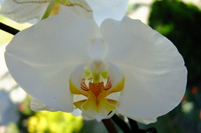 Orchidea