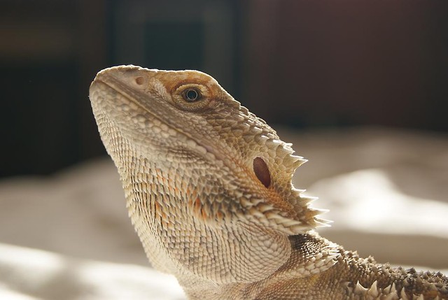Wpis grubcza