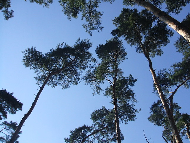 Wpis smykula