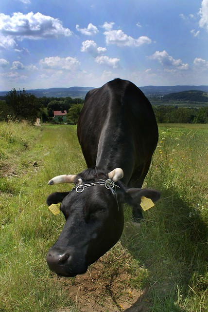 muuuuuuuuuuuuuuuu