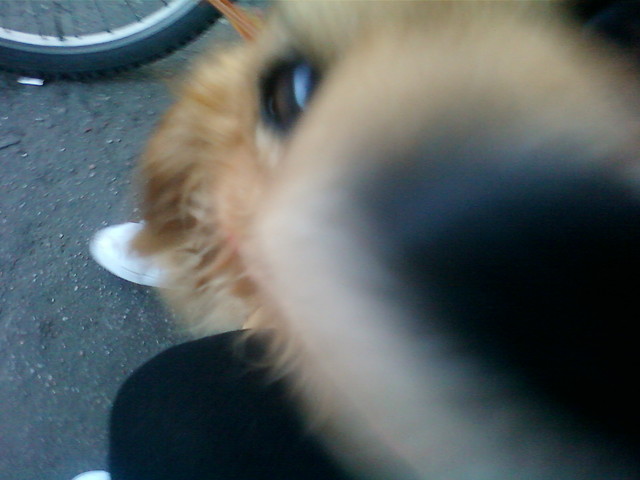 Timon
