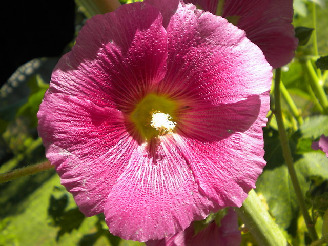 Malwa czerwona 