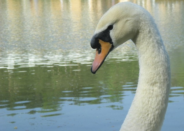 Swan