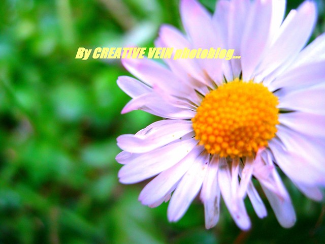 Wpis creativevein