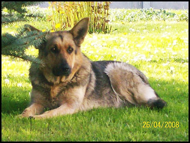Mj Piesek - Sonia . :)