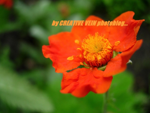 Wpis creativevein