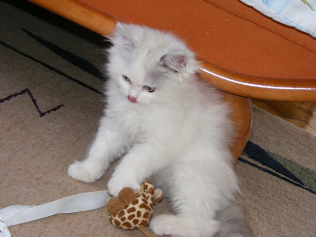 Bazylek :) 