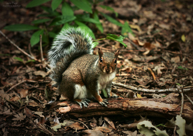 Wpis nikii