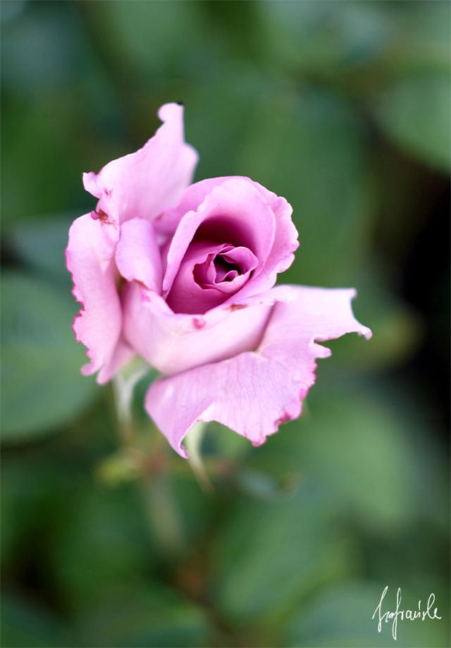 they call me the wild rose
