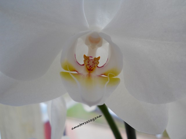 Orchidea.