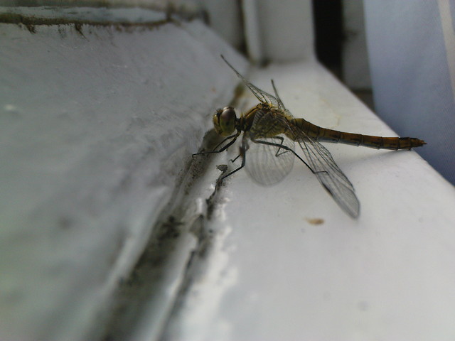 Waka ;P 