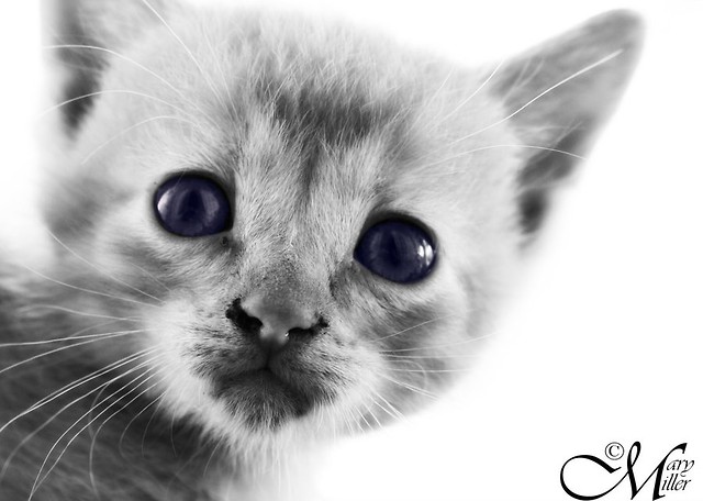 Kicia ;)