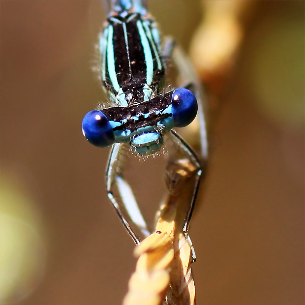 Wpis blueheart