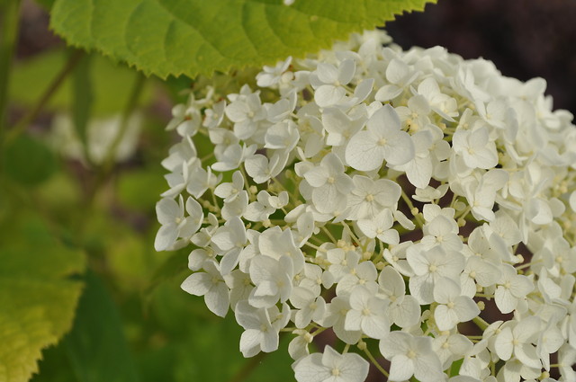 White flowers