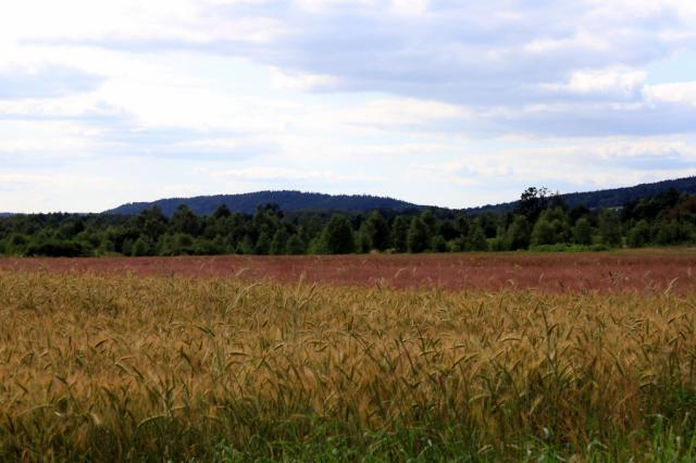 the meadow