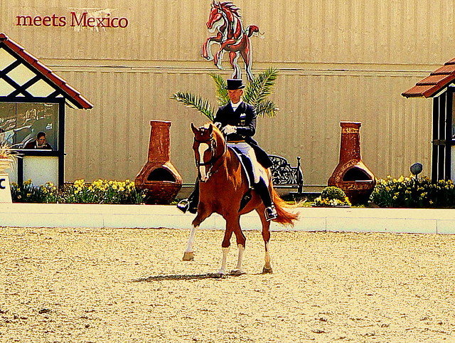 Wpis horsesanddreams