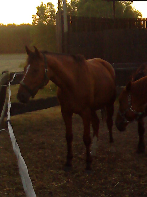 MaChO ;*
