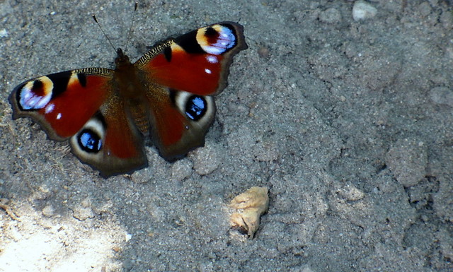 Wpis anula0991
