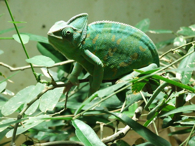 kameleonek