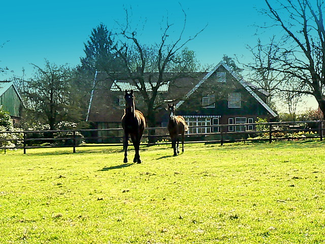 Wpis horsesanddreams