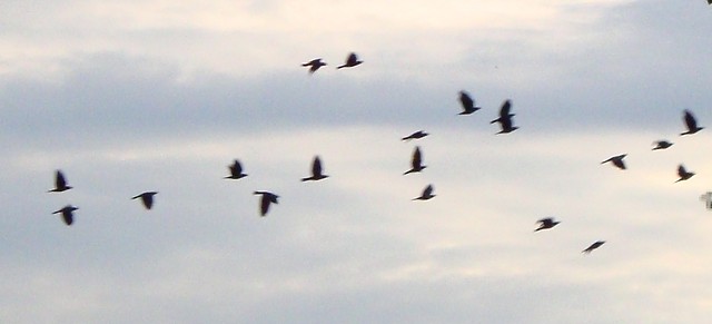 Freedom