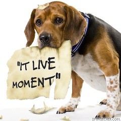 It live moment