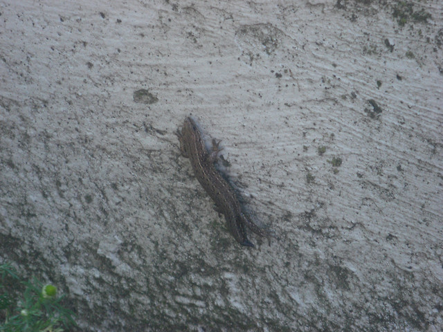 Lizard King with half a tail. 