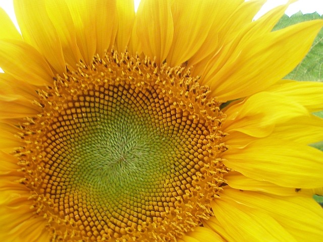 sunflower