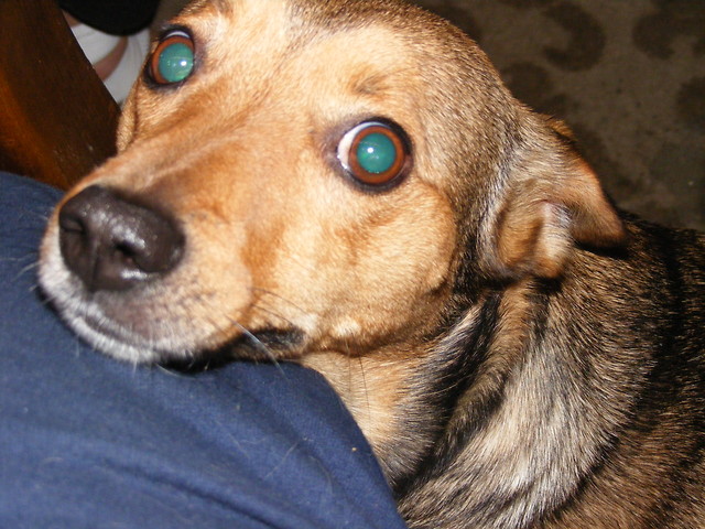 Majka