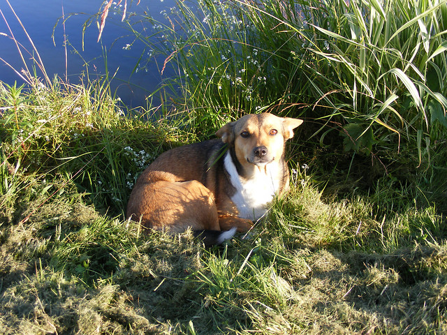 Majka 