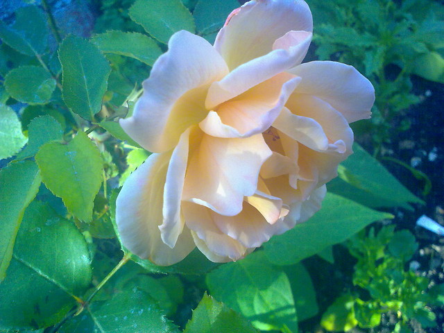 roza