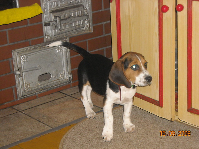 Bax :**