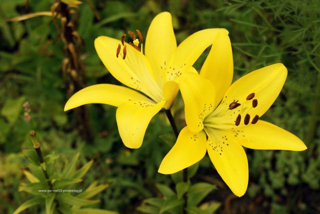 605. Flower CXI