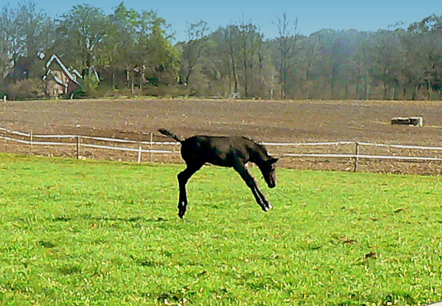 Wpis horsesanddreams