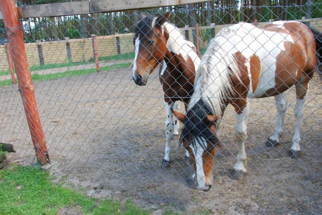 Wpis chestnuthorse