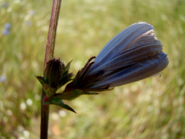 Wpis siostraobrata