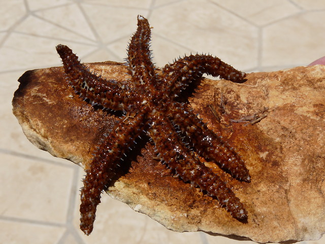 Starfish^^