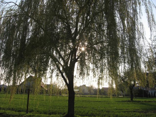ujawnienie.