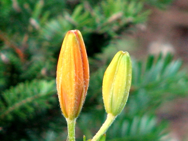 Wpis agafrusciante