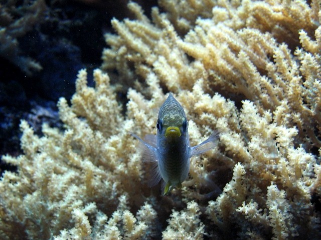 Rybek.