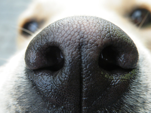 My dog