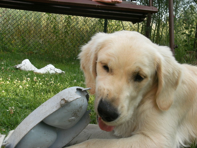 Oskarek :**