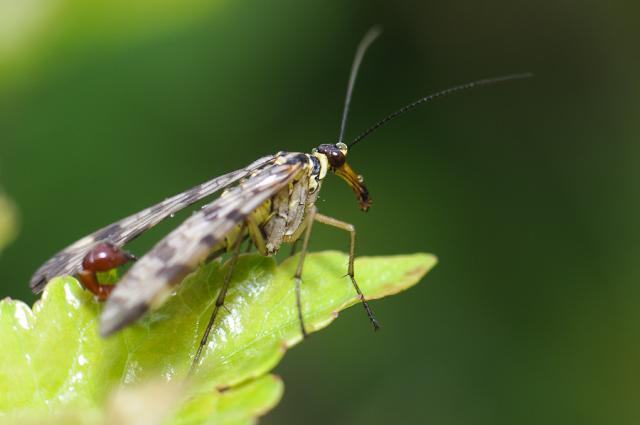 wosika pospolita