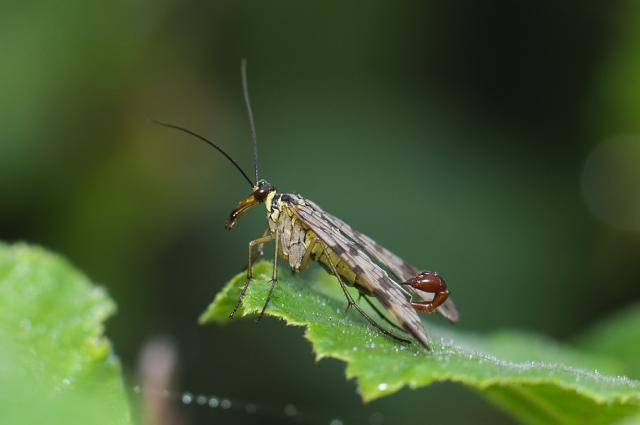 wosika pospolita II